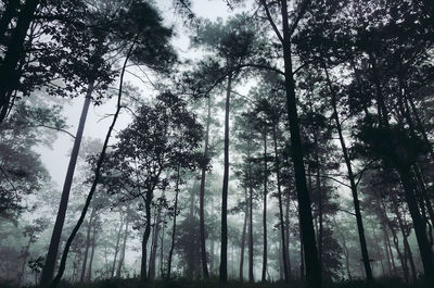 Low angle view of trees in forest against sky