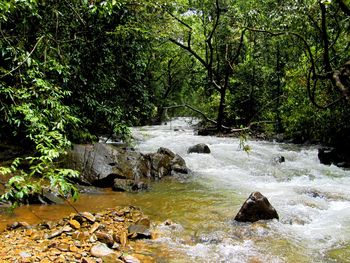 Scenic view of waterfall in forest