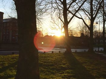 Sun shining through trees