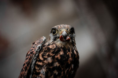 Close-up portrait of a bird