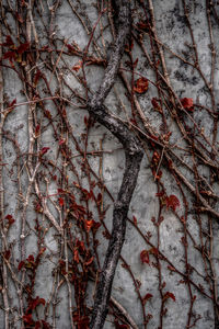 Full frame shot of snow covered bare tree