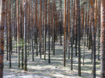 Pine trees in forest