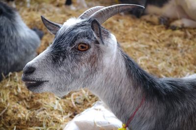 Close-up of goat on field