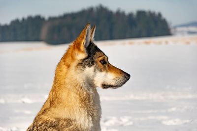 Side view of a dog looking away