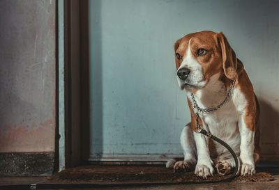 Dog looking away while sitting on wall
