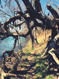 Bare tree in forest