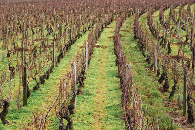 Scenic view of vineyard. vineyards in winter