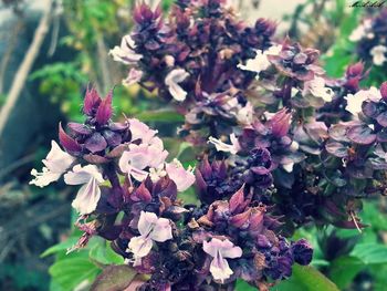 Close-up of purple flowering plant