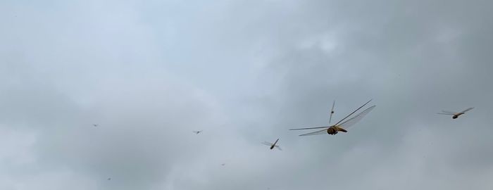 Low angle view of airplane flying in sky