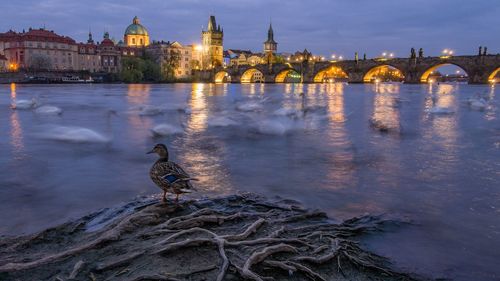 View of birds on bridge over river