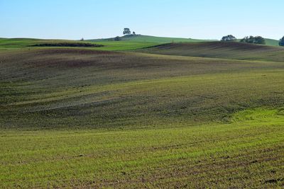 Scenic view of agricultural field against sky