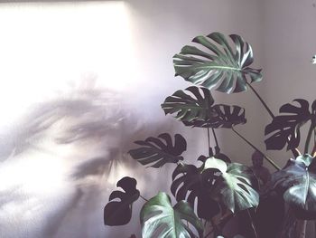 Close-up of potted plant at home