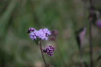 Close-up of purple flowers