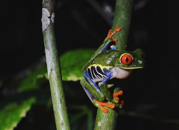 Close-up of frog on branch