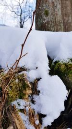 Close-up of frozen tree during winter