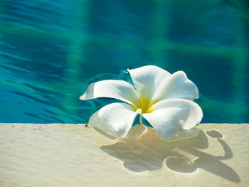  plumeria or frangipani  on surface water  edge of swimming pool in morning light.