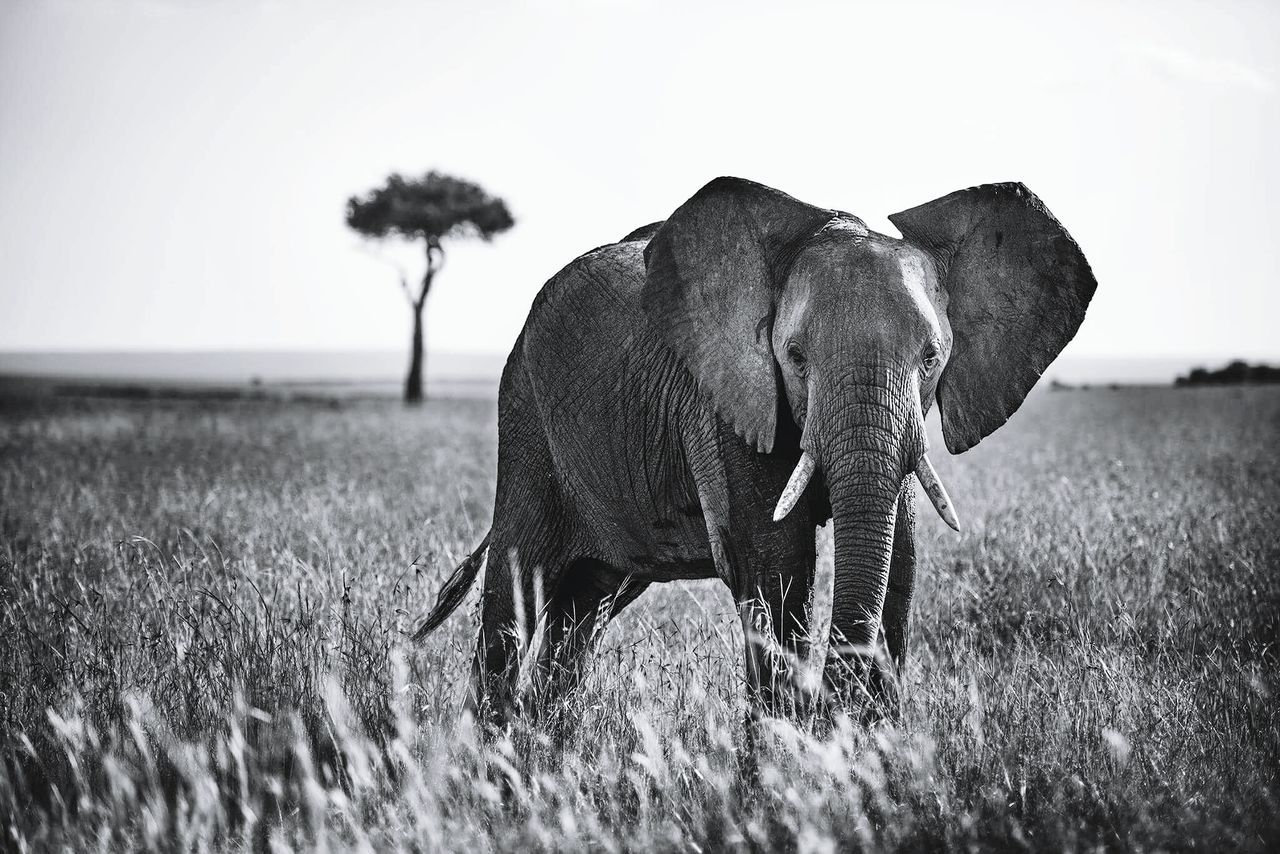 field, grass, landscape, nature, grassy, elephant, sky, mammal, day, rural scene, tranquility, growth, outdoors, beauty in nature, focus on foreground, tranquil scene, non-urban scene, close-up