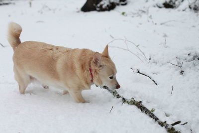 White dog navigating through snowy ground