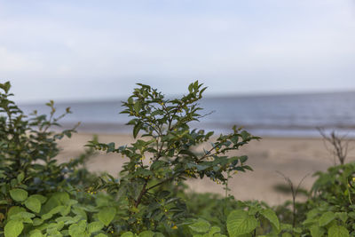 Plant by sea against sky