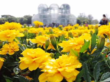 Close-up of yellow flowers in field