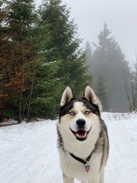 Dog standing on snow covered land