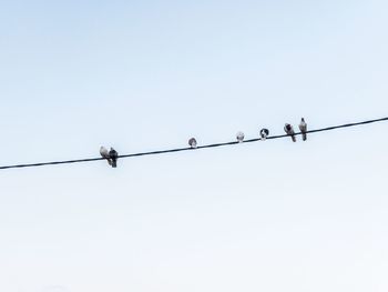 Low angle view of birds perching on cable against clear sky