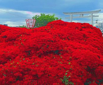 Red flowering plants on land against sky