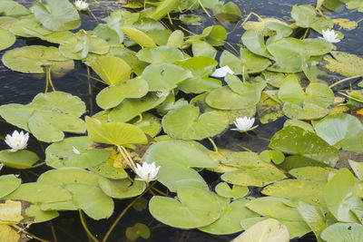 Close-up of water lily blooming on plant