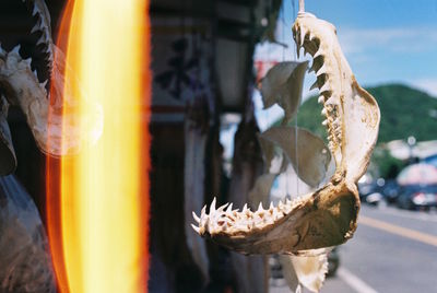 Close-up of skeleton hanging outdoors