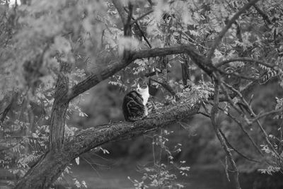 Cat on branch