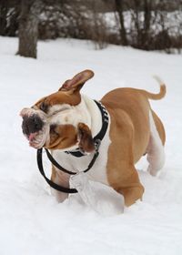 Dog looking at snow covered field