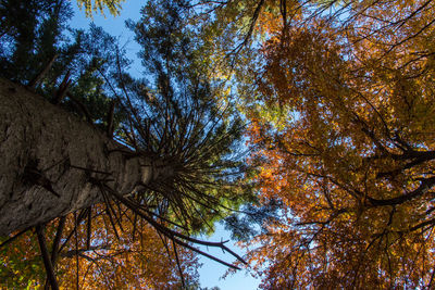 Low angle view of tree