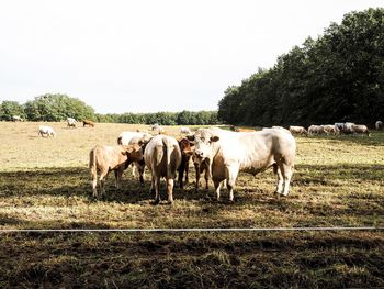 Cows standing in a field