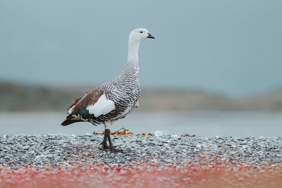 Goose perching on lakeshore