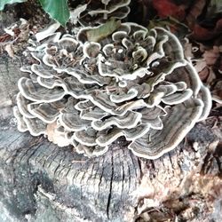 Close-up of mushroom growing on tree trunk