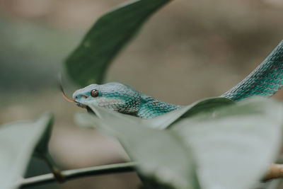 Close-up of a lizard