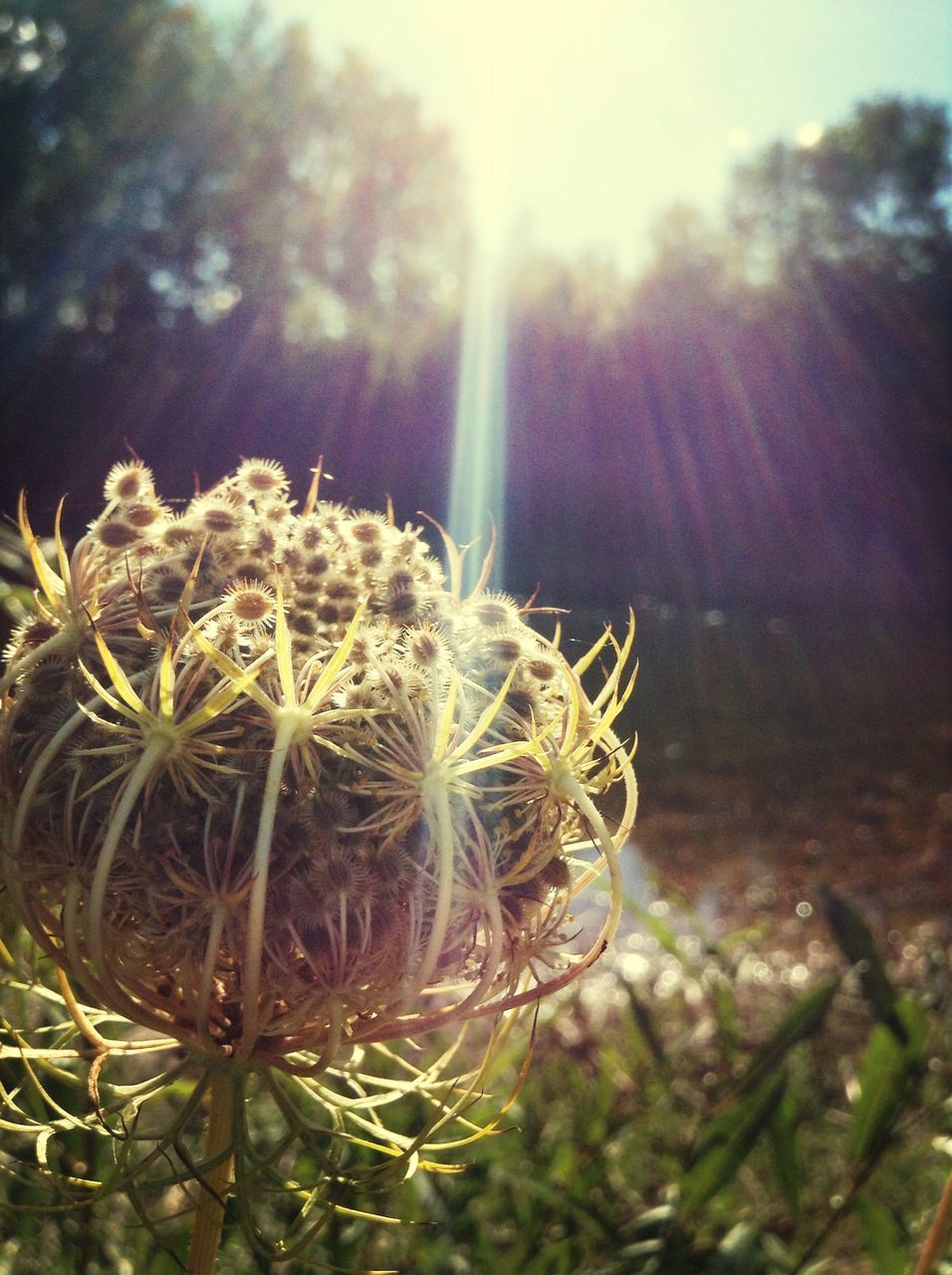 growth, close-up, plant, focus on foreground, nature, fragility, freshness, beauty in nature, cactus, growing, flower, stem, dandelion, thorn, sunlight, day, uncultivated, outdoors, field, no people