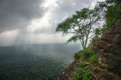 View of trees on landscape against sea