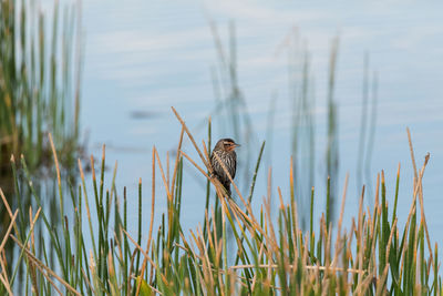 View of bird perching on plant against lake