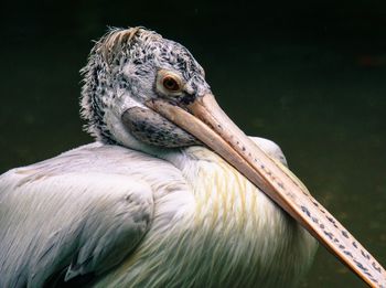 Close-up of pelican