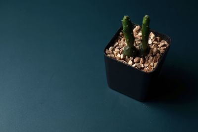 High angle view of food on table against blue background