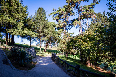 Trees in park against blue sky