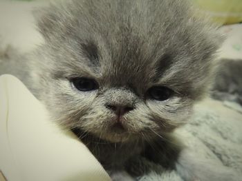 Close-up portrait of cat