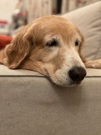 Close-up of dog relaxing on sofa