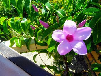 Close-up of pink flowering plant