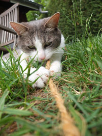 Cat sitting in a field