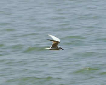 Bird in water