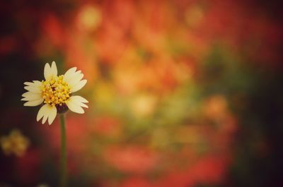 Close-up of flower blooming outdoors