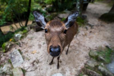 Close-up portrait of a animal