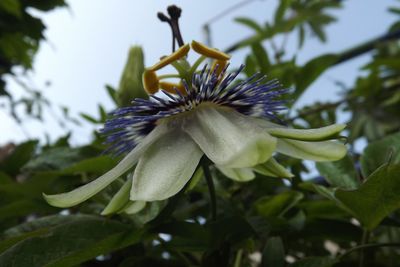 Close-up of flower growing on tree